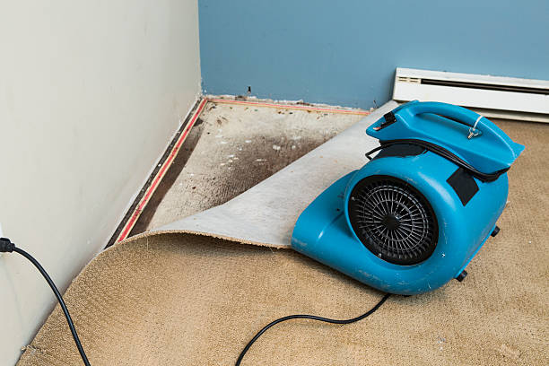 Best Carpet water damage restoration  in Elko New Market, MN